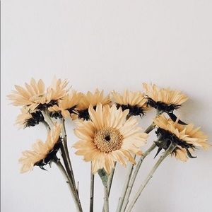 Meet your Posher, Raymonde